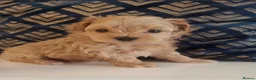 Maltipoo dogs for sale: Exclusive Tiny Korean/Russian Maltipoo KC champ - Advert 2
