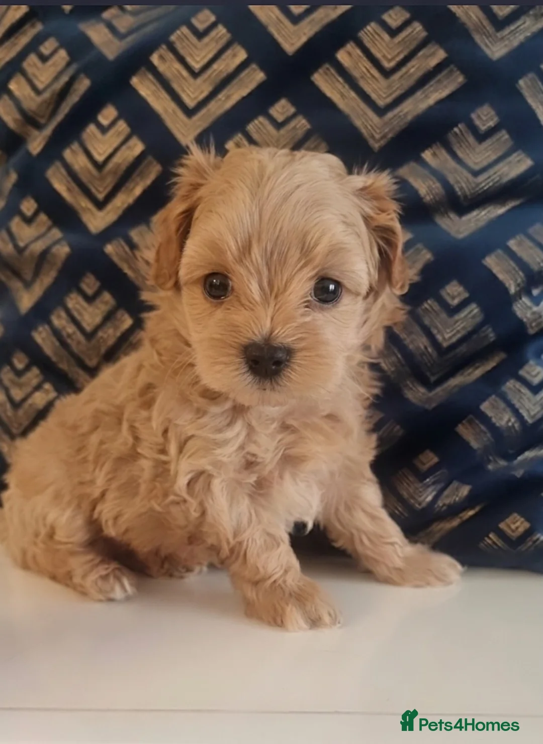 Maltipoo dogs for sale: Exclusive Tiny Korean/Russian Maltipoo KC champ - Advert 2