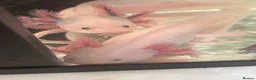 Axolotl reptiles for sale: Beautiful Axelotl  - Advert 3