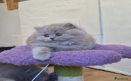 British Longhair cats for sale: GCCF Registered British Longhair kittens - Image 14