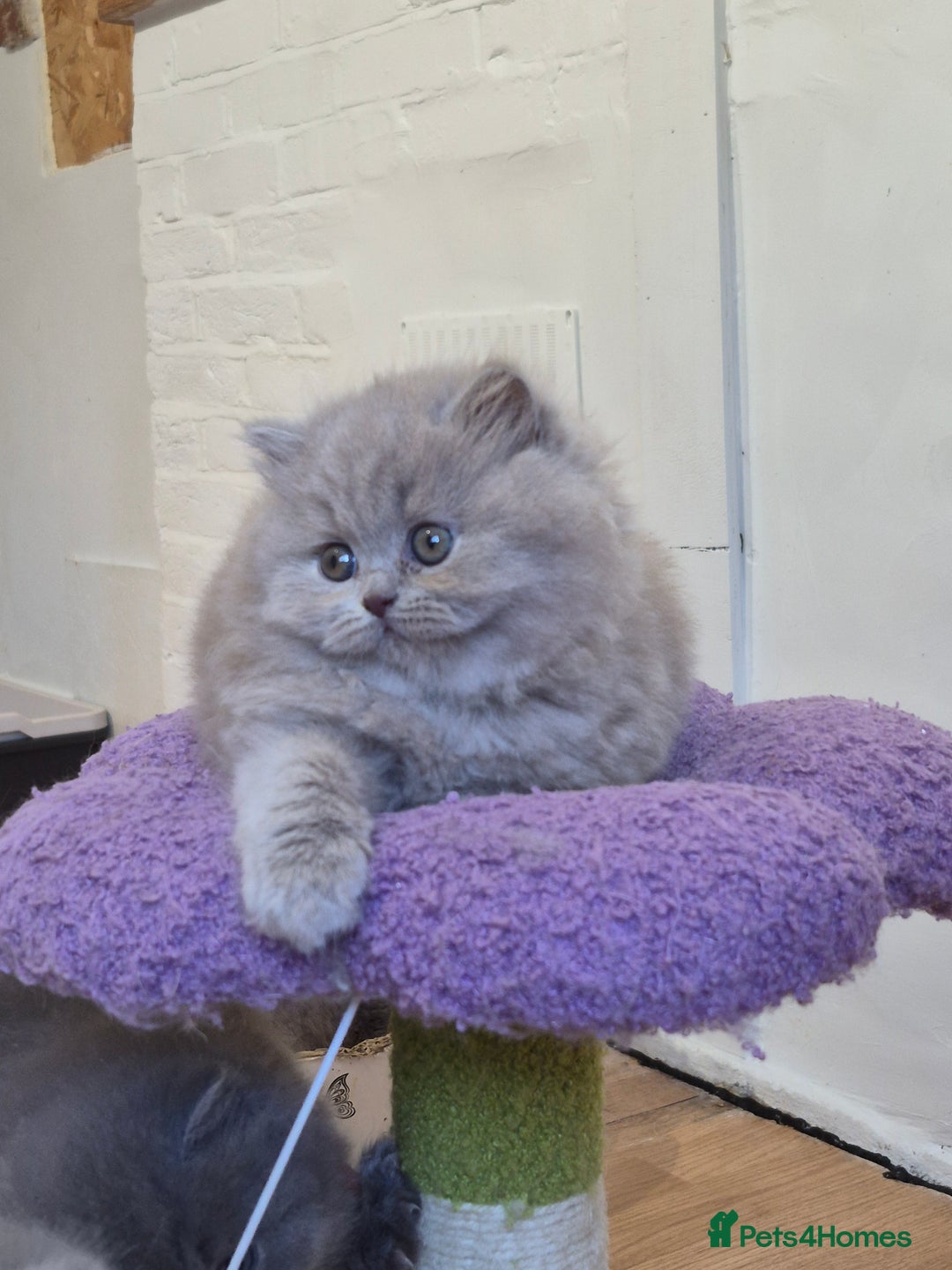 British Longhair cats for sale: GCCF Registered British Longhair kittens - Image 14