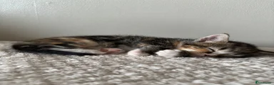 Mixed Breed Kitten 3