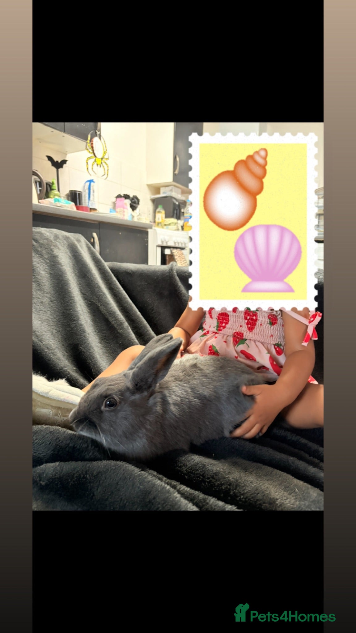 Mixed Breed rabbits Male blue rabbit  - Advert 2