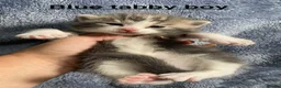 American Shorthair cats for sale: Beautiful litter  - Advert 3