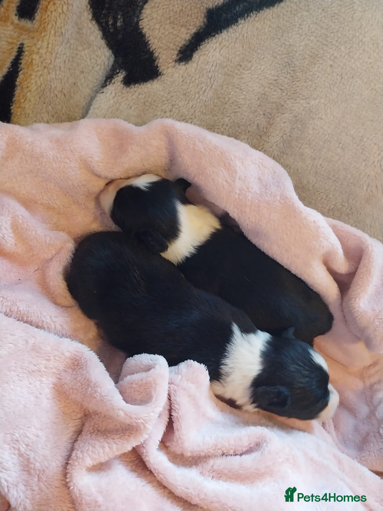 Border Collie dogs Beautiful border collie puppies - Advert 1