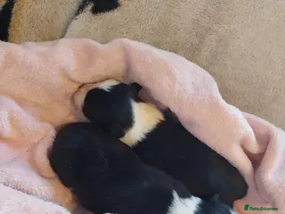 Border Collie dogs Beautiful border collie puppies - Advert 1