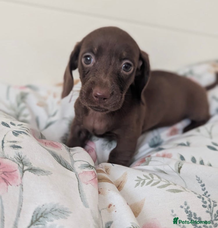 Miniature Dachshund dogs Miniature dachshund puppies  - Advert 9