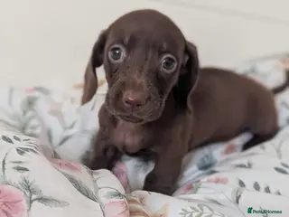 Miniature Dachshund dogs Miniature dachshund puppies - Advert 9