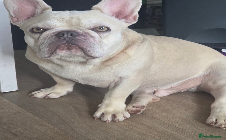 French Bulldog dogs - Advert 3