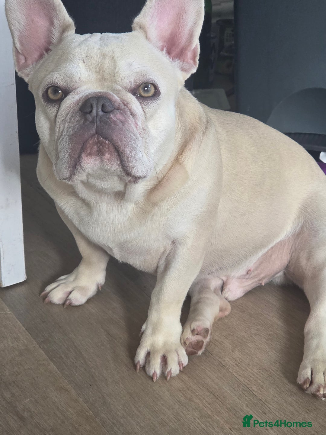 French Bulldog dogs for sale: Dave  - Image 2