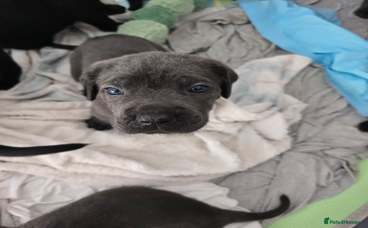 Cane Corso dogs - Advert 4