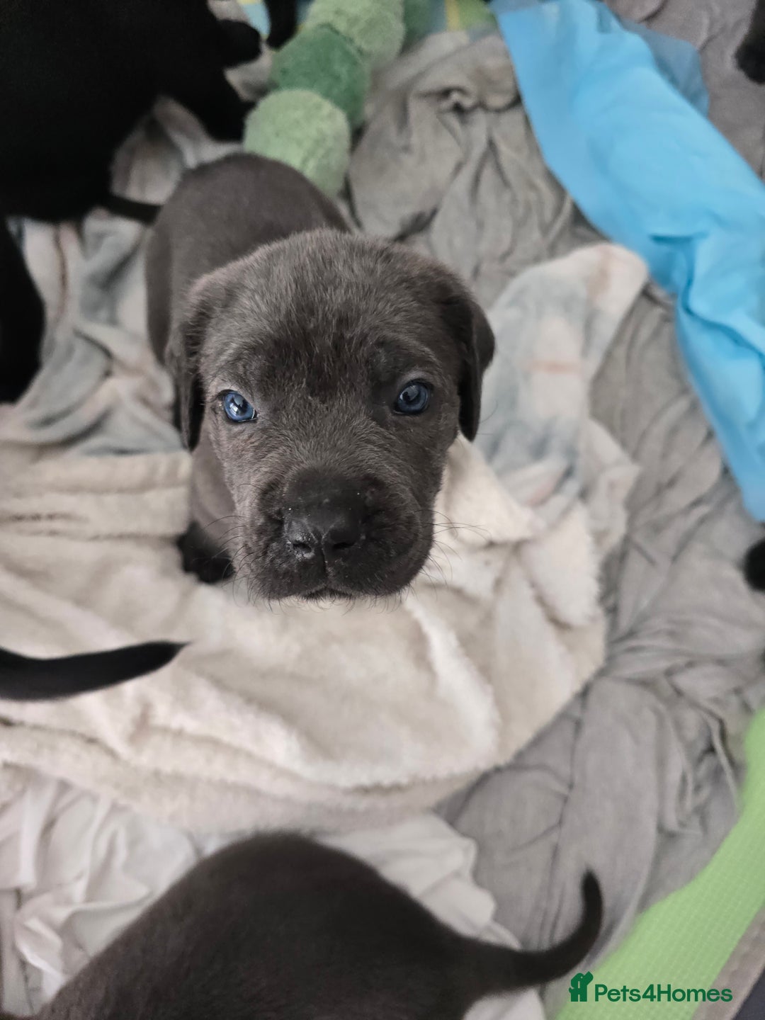 Cane Corso dogs for sale: Cane corso puppies rehom - Image 1