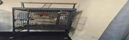 Conures birds for sale: female - Advert 4