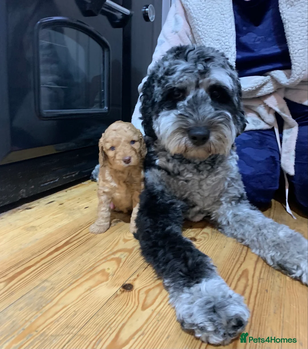 Labradoodle dogs for stud: Gorgeous blue Merle labradoodle stud in Swadlincote - Advert 8