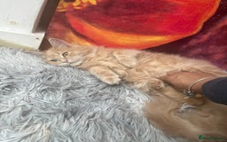 Maine Coon cats for sale: Last 2 boys left   - Image 10