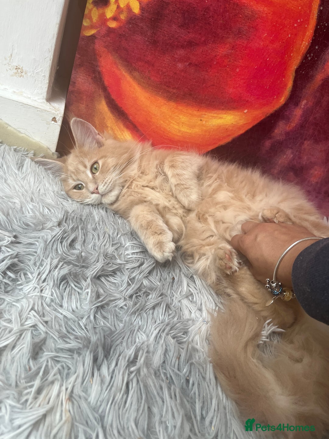 Maine Coon cats for sale: Last 2 boys left   - Image 10