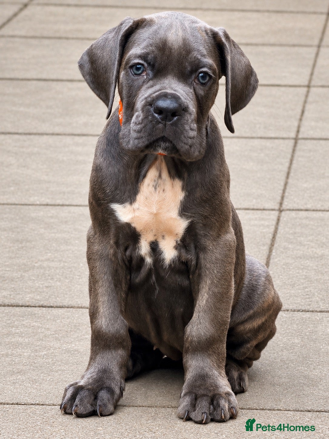 Cane Corso dogs Ready Now- Final female  - Advert 2