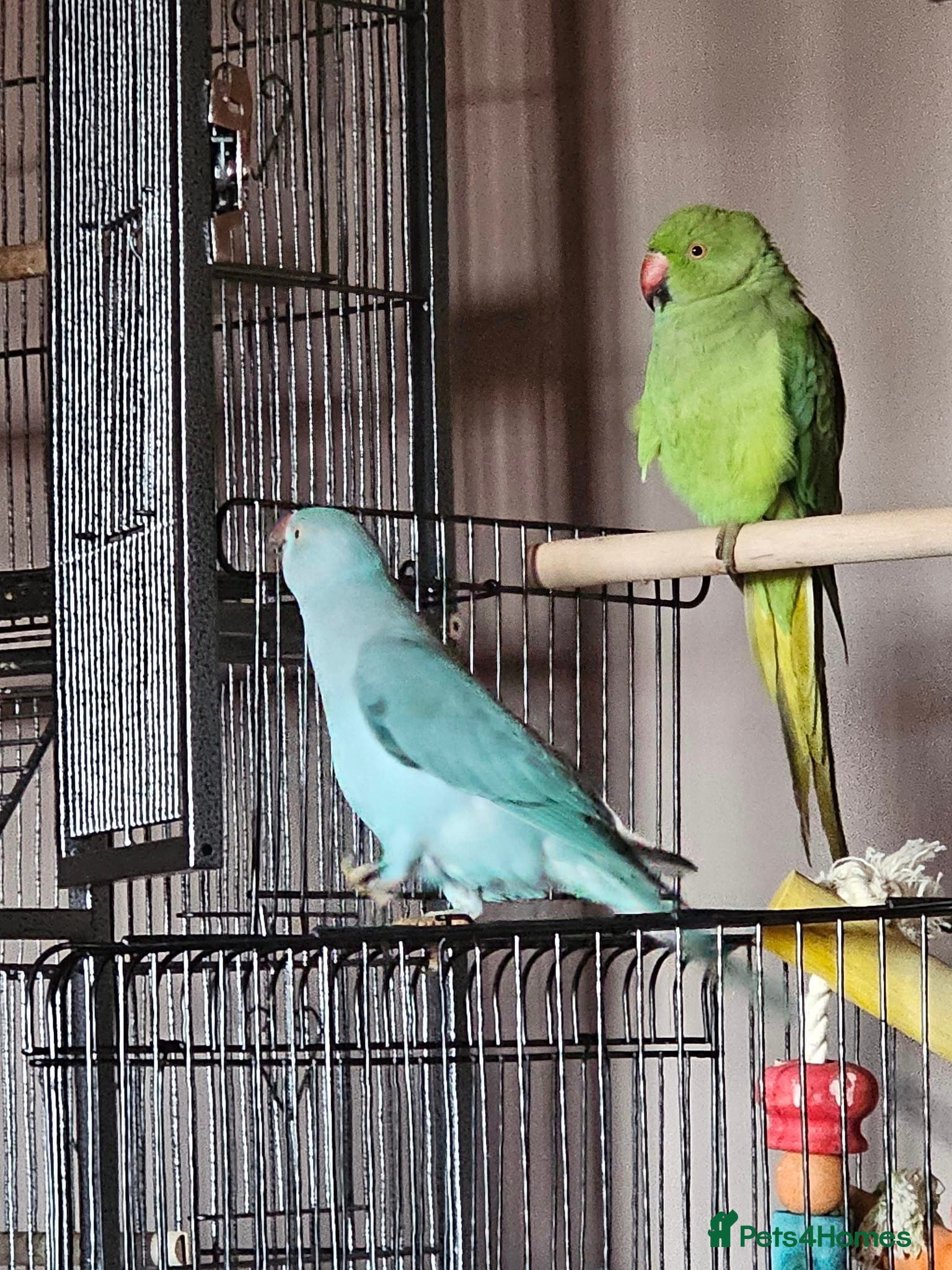 Ringnecks birds Blue girl - Advert 2