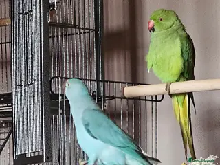 Ringnecks birds Blue girl - Advert 5