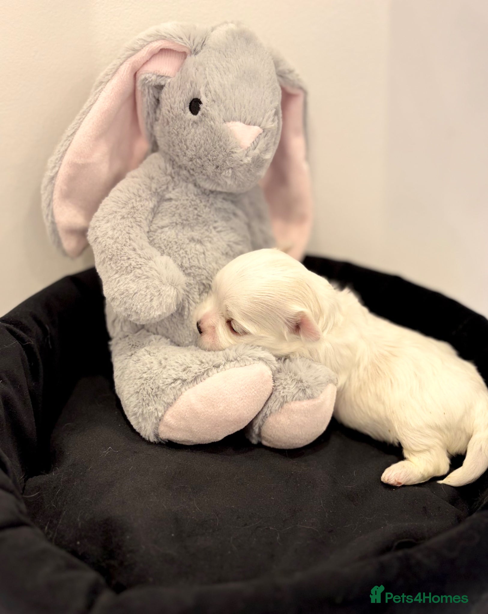 Maltese dogs ✨Beautiful Korean Maltese Puppies🤍 - Advert 1