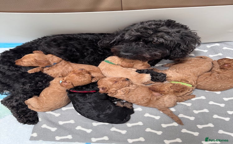 Cockapoo dogs - Advert 6