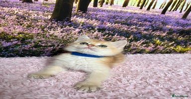 British Shorthair cats - Advert 10