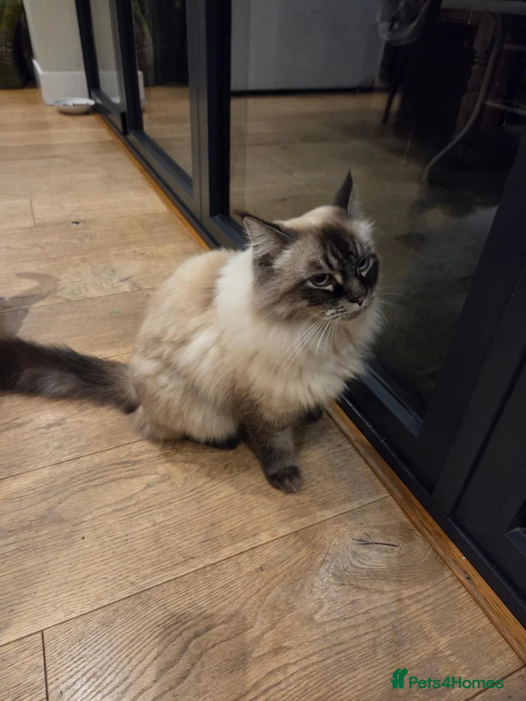 Ragdoll cats for sale: Ragdoll kittens  - Advert 16