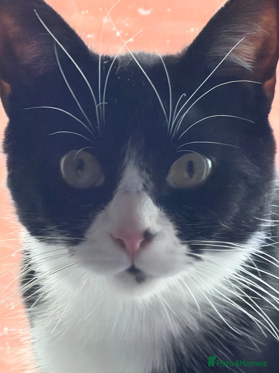 Mixed Breed cats for sale: *£0* 2 cats. Brother and sister  - Advert 2