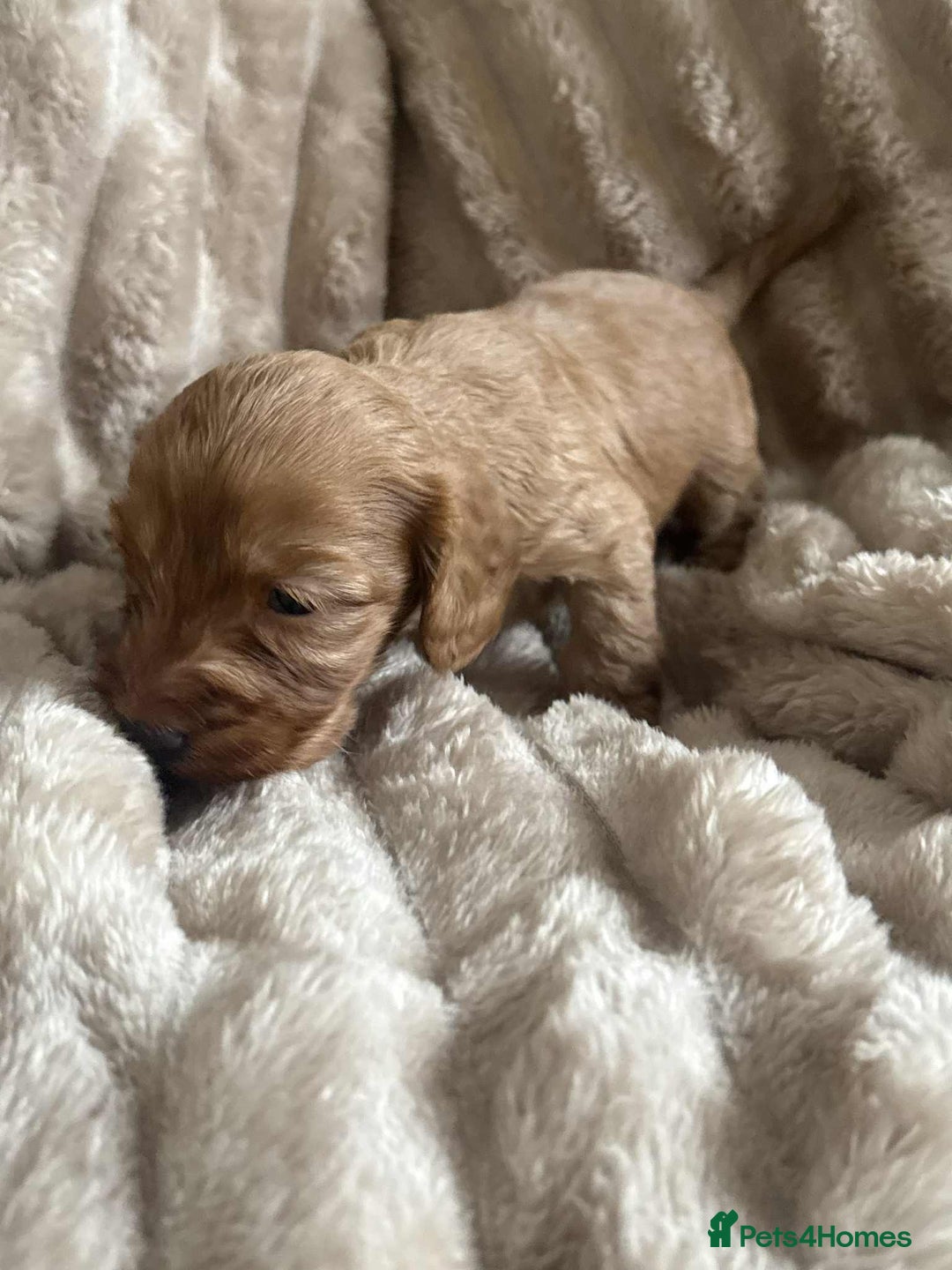 Cockapoo dogs for sale: Cockapoo F1B STUNNING COLOURS 4 available - Advert 22