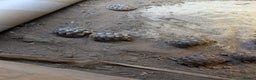 Tortoise reptiles for sale: Spur Thigh Tortoise  - Advert 2