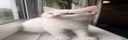 Mixed Breed cats for sale: Beautiful Kittens  - Advert 12