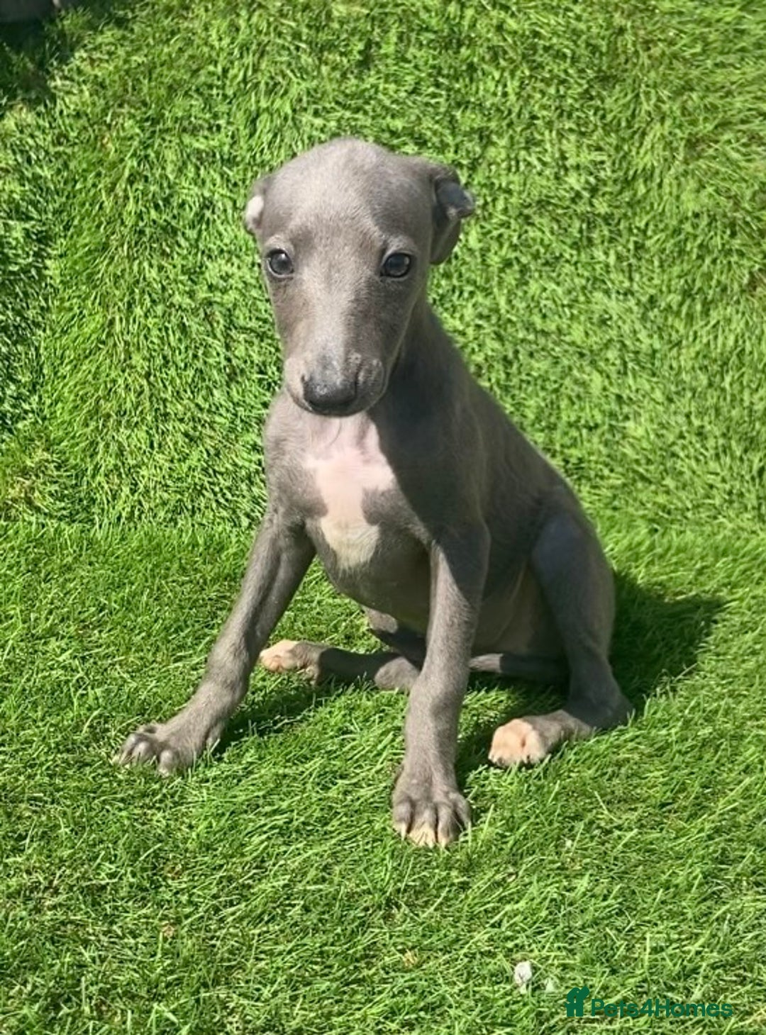 Whippet dogs for sale: Kc whippet pups  - Image 40