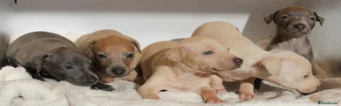 Italian Greyhound 3