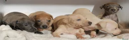 Italian Greyhound dogs for sale: KC Reg Italian Greyhounds - Advert 14