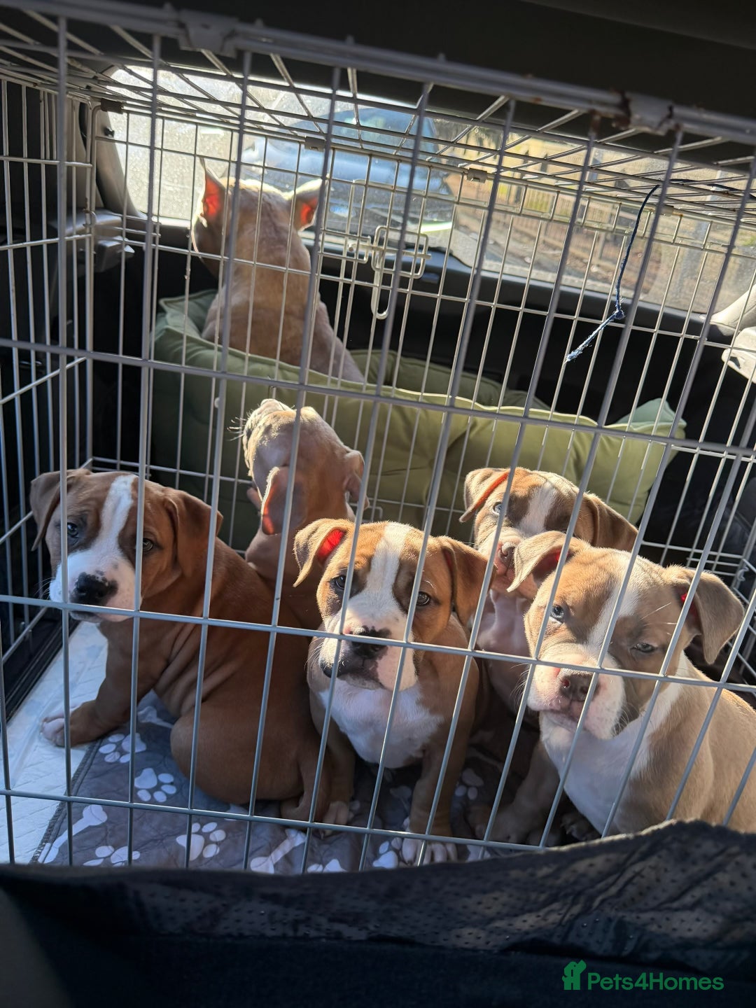 Mixed Breed dogs for sale: Pocket Bully Cross/ American Bully - Advert 1