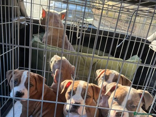 Mixed Breed dogs Pocket Bully Cross/ American Bully - Advert 1