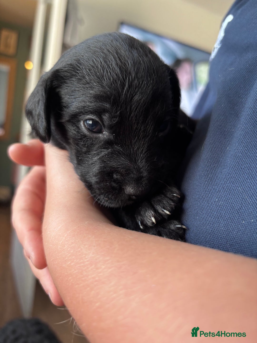 Mixed Breed dogs for sale: Staff x cockapoo puppies  - Image 11