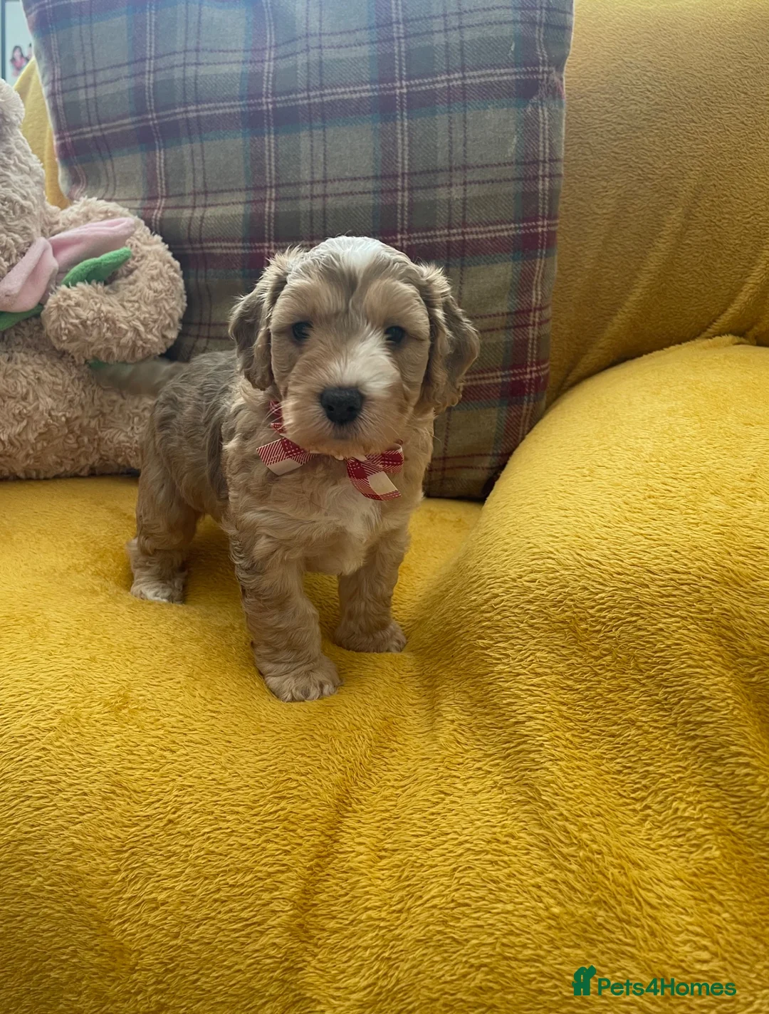 Cockapoo dogs for sale: Beautiful Cockapoo puppies - exceptional standard - Advert 2