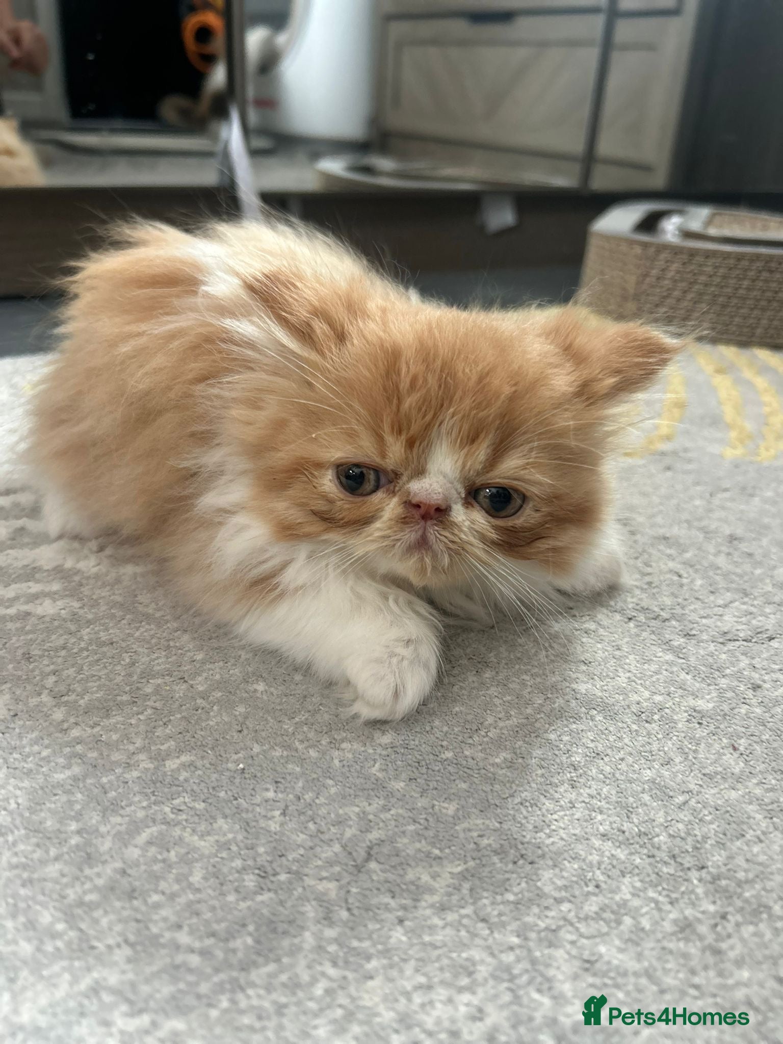 Persian cats  1 beautiful boy left Persian REDUCED  - Advert 1