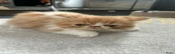 Persian cats for sale:  2 beautiful girls left Persian REDUCED £ - Advert 14