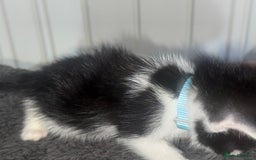 Mixed Breed cats for sale: Semi-longer hair calico  - Image 6