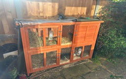 Mini Lion Lop rabbits for sale: Female Mini Rex with hutch and run  - Image 4