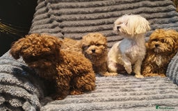 Maltipoo dogs for sale: Toy Maltipoo Ready to go - Image 14
