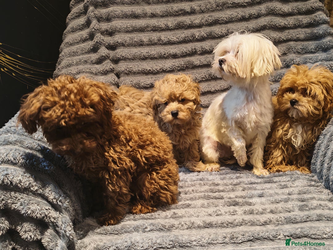 Maltipoo dogs for sale: Toy Maltipoo Ready to go - Image 14