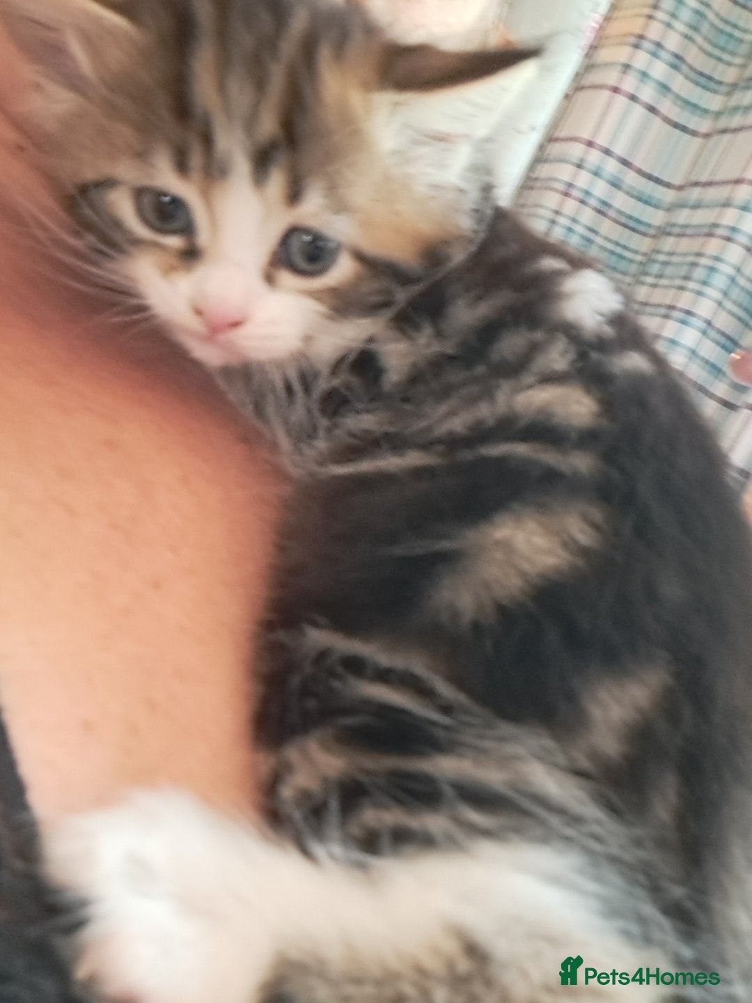 Maine Coon cats for sale: Maine Coon X kittens  - Image 8