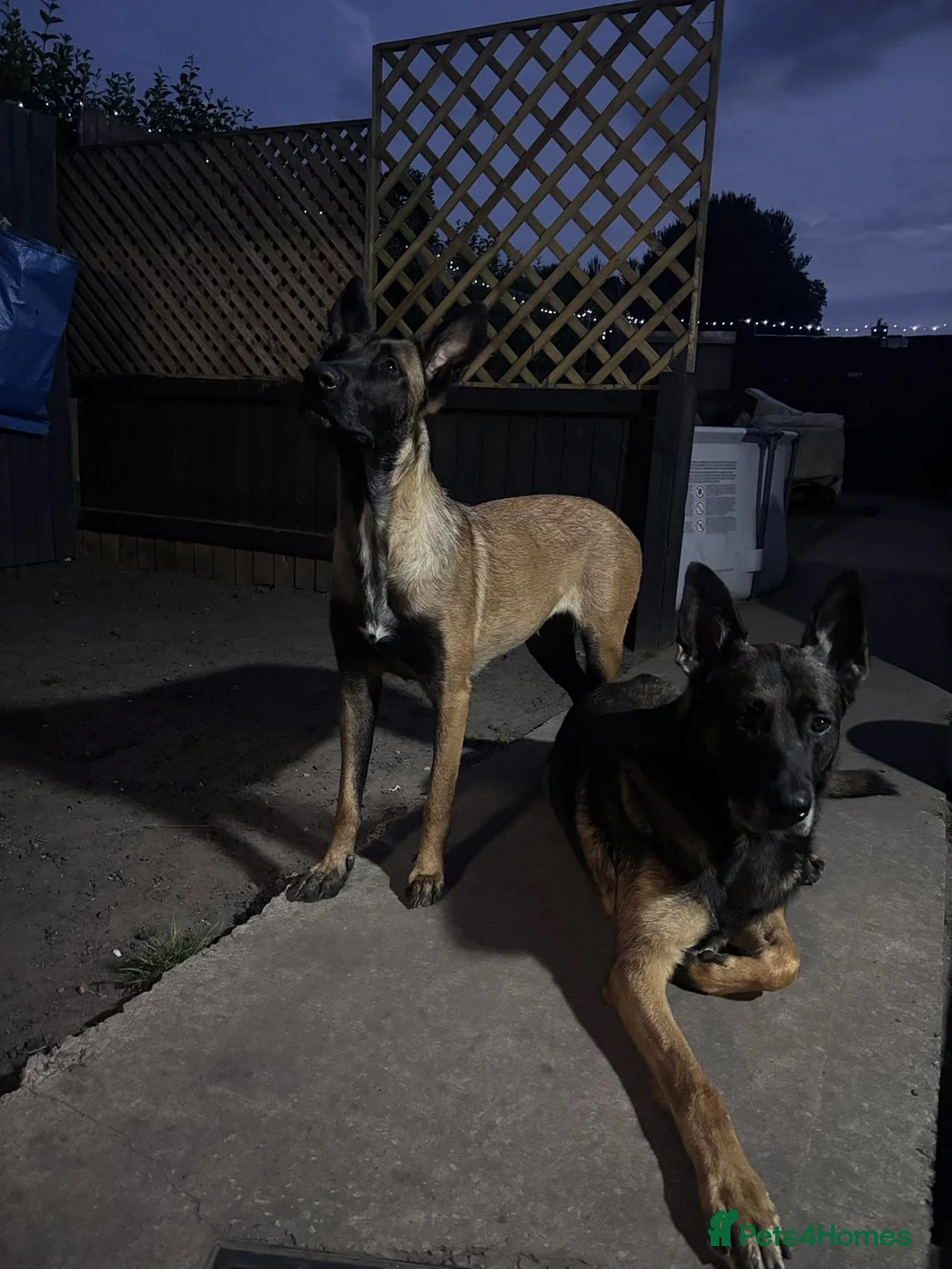 Belgian Shepherd Dog dogs for sale: Belgian shepherd pups - Advert 8