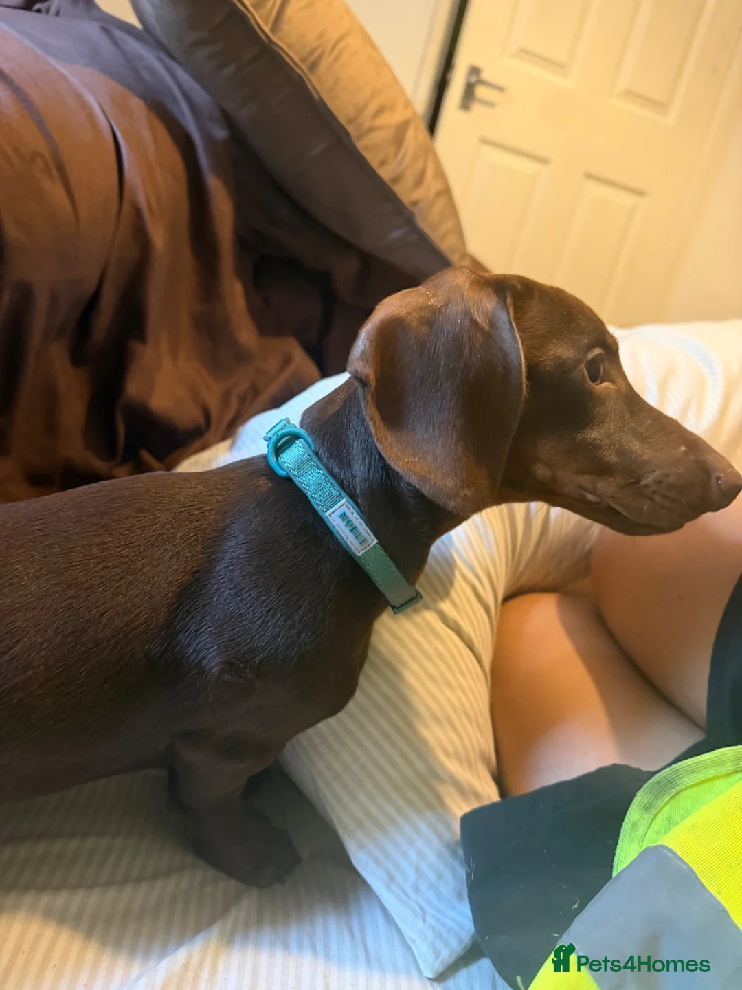 Miniature Dachshund dogs for sale: Chocolate miniature Dashound  - Advert 2