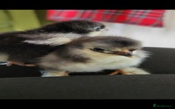 Chickens poultry for sale: Pekin bantam chicks  - Image 9