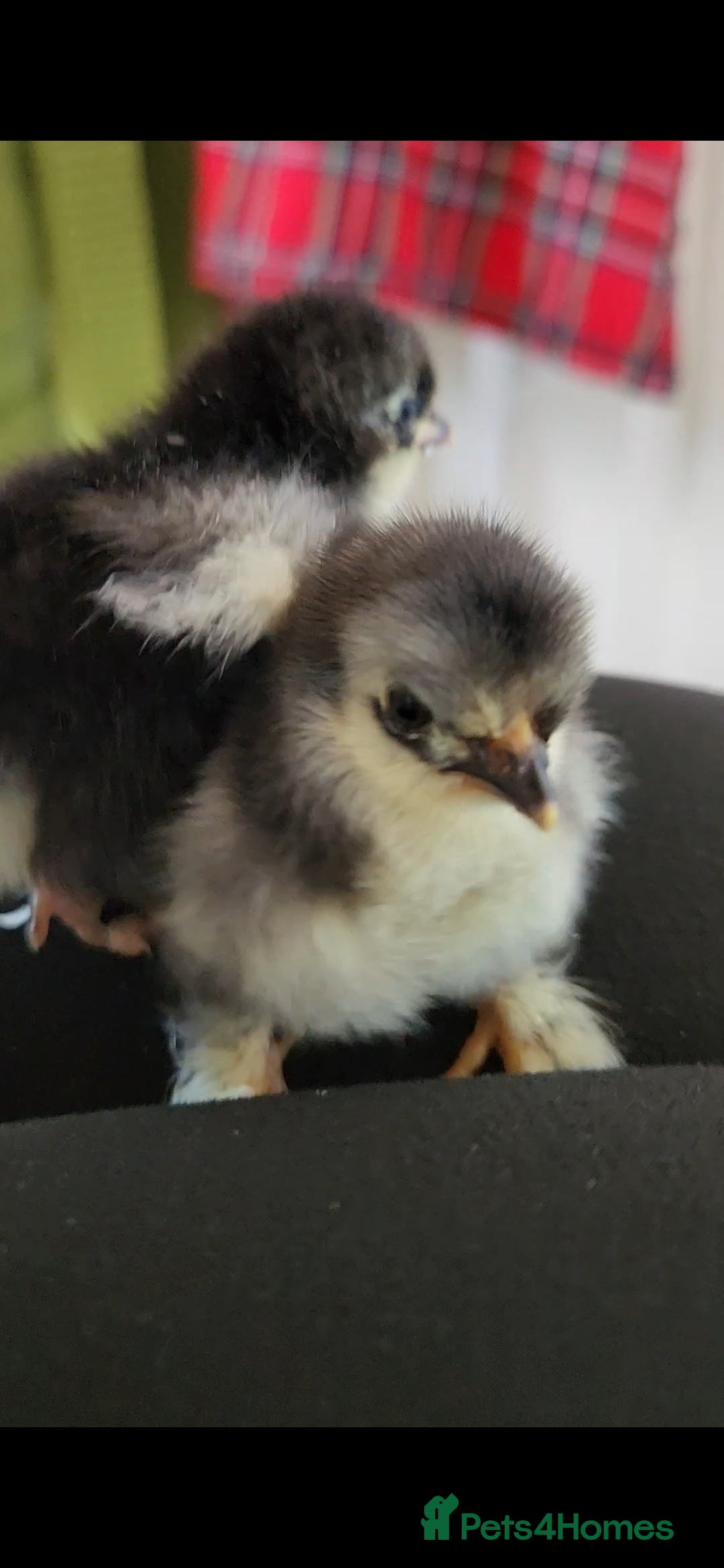 Chickens poultry for sale: Pekin bantam chicks  - Image 9