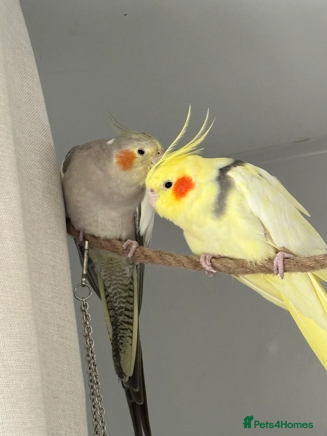 Cockatiels birds for sale: 2 cockatiels looking for loving home - Advert 3